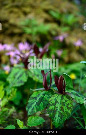 Trillium kurabayashii,porpora,rosso,fiore,fiori,primavera,ombra,ombreggiato,ombreggiato,legno,bosco,eritronio revolutum knightshayes rosa,fawn giglio,dogstooth,vi Foto Stock