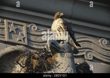 Hawk con coda rossa a Nest Foto Stock