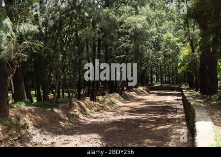 Percorso curvo con fitte pinete su entrambi i lati. Città dei pini, Baguio Città Filippine Foto Stock