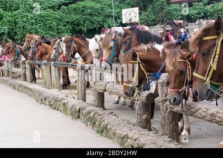 5 giugno 2019-Baguio City Filippine : il parco di Wright a Baguio City, una delle attrazioni e delle attività popolari nella città di Baguio è equitazione a. Foto Stock