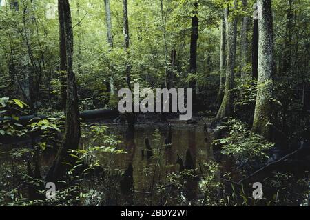 Francis Beidler Forest Foto Stock