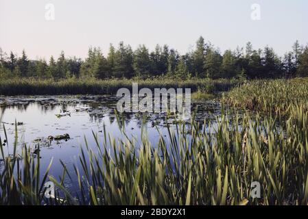 Volo Bog, Illinois Foto Stock