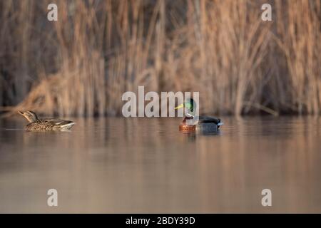 Mallard, (Anas platyrhynchos), Tingley Beach, Albuquerque, New Foto Stock