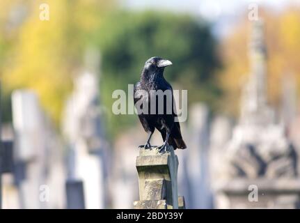 Un grande corvo siede su una lapide nel Cimitero di Brompton. Il corvo è del genere Corvus della famiglia Corvidae. Foto Stock