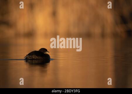 Grebe, Tingley Beach, Albuquerque, New Mexico, Stati Uniti. Foto Stock