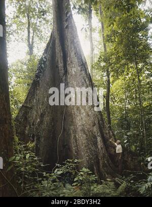 Albero in Venezuela Foto Stock