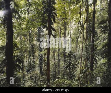 Foresta nuvola in Venezuela Foto Stock