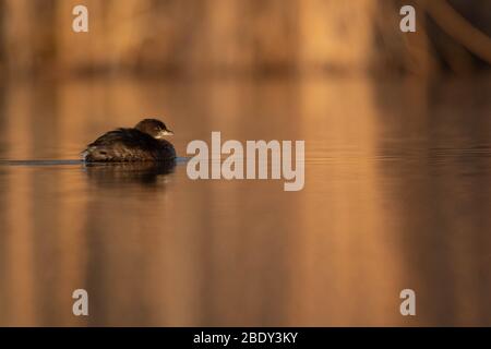 Grebe, Tingley Beach, Albuquerque, New Mexico, Stati Uniti. Foto Stock