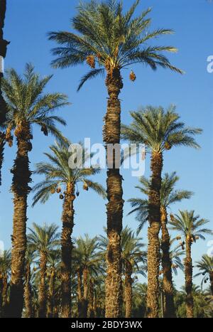 Palme da data in California Foto Stock