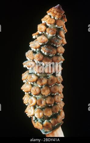 Campo Equiseto (Equisetum arvense) Foto Stock