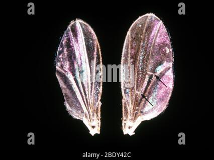 Ali di Drosophila senza croscanti e selvatiche Foto Stock