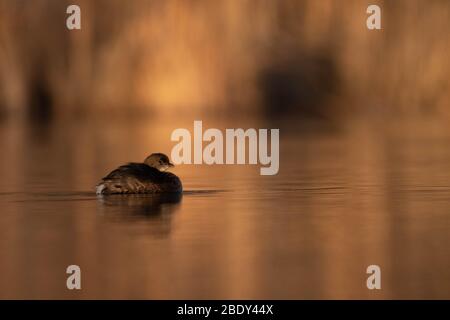 Grebe, Tingley Beach, Albuquerque, New Mexico, Stati Uniti. Foto Stock