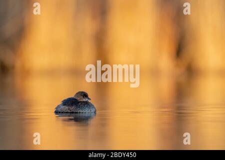 Grebe, Tingley Beach, Albuquerque, New Mexico, Stati Uniti. Foto Stock