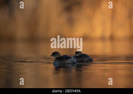 Grebe, Tingley Beach, Albuquerque, New Mexico, Stati Uniti. Foto Stock