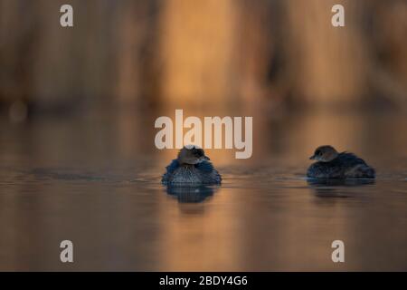 Grebe, Tingley Beach, Albuquerque, New Mexico, Stati Uniti. Foto Stock