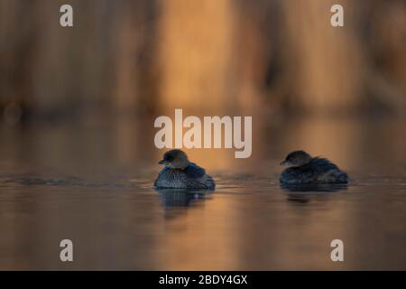 Grebe, Tingley Beach, Albuquerque, New Mexico, Stati Uniti. Foto Stock