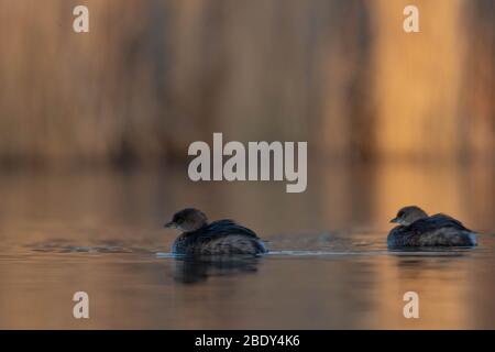 Grebe, Tingley Beach, Albuquerque, New Mexico, Stati Uniti. Foto Stock