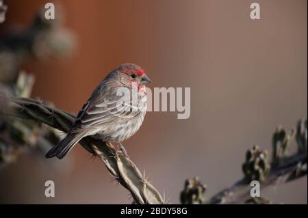 House Finch, Bosque del Apache National Wildlife Refuge, New Mexico, USA. Foto Stock