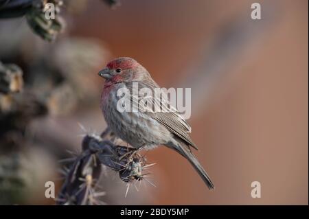 House Finch, Bosque del Apache National Wildlife Refuge, New Mexico, USA. Foto Stock