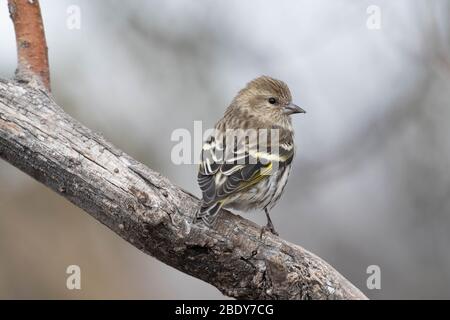 Pine Siskin, Bosque del Apache National Wildlife Refuge, New Mexico, USA. Foto Stock