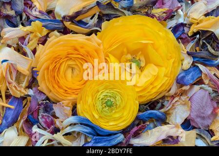 Arancio giallo farfalle fiore trio su un letto di macro petali invecchiati colorati Foto Stock