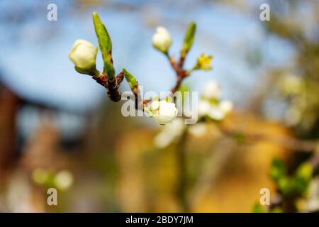 Primo piano di un fiore di susina da sfondo fuoco Foto Stock