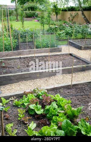 Orto in letti sopraelevati in un giardino in una casa inglese, Regno Unito Foto Stock