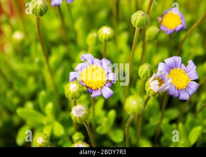 Primo piano delle fabbriche di ricino, Felicia amelloides, della famiglia delle daisy, Asteraceae Foto Stock