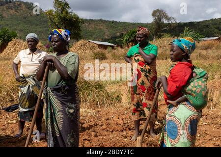 Un gruppo di donne contadini di sussistenza nel Malawi settentrionale Foto Stock