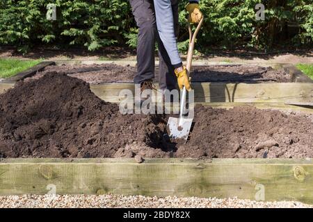 Uomo, giardiniere maschio scavando un buco con una pala in un orto, Regno Unito Foto Stock