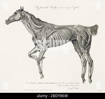 Muscolatura, Cavallo, Illustrazione, 1772 Foto Stock