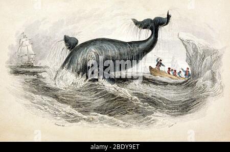 Whaling, balena di Boshhead, 19 ° secolo Foto Stock