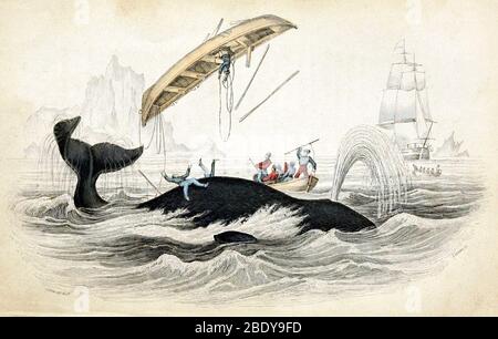 Whaling, balena di Boshhead, 19 ° secolo Foto Stock