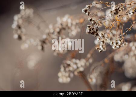 Hoary Tansystaster, (Dieteria canescens), Tingly Beach, Albuquerque, New Mexico, Stati Uniti. Foto Stock