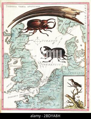 Stag Beetles strisciando su Mappa, 18 ° secolo Foto Stock