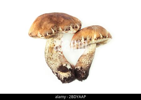 Funghi boletus isolati su sfondo bianco Foto Stock