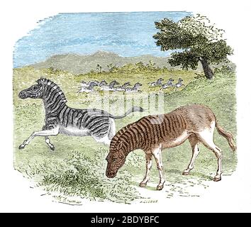 Quagga, 1869 Foto Stock