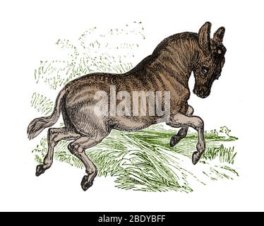 Quagga, 1874 Foto Stock