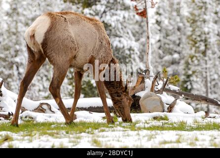 Una sola mucca di razza elca che pascola su erba nuova attraverso la fusione della neve invernale. Foto Stock