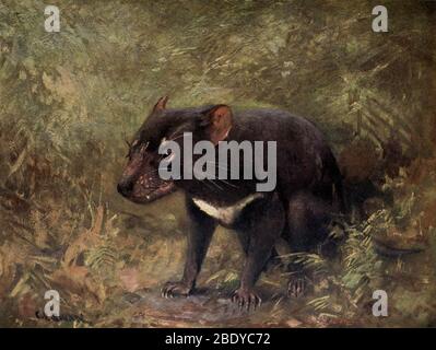 Diavolo della Tasmania, specie in pericolo Foto Stock