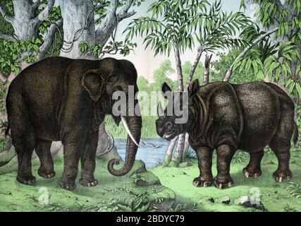 Elefante indiano e rinoceronte, Megaauna Foto Stock