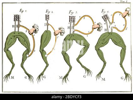 Esperimenti di rana Luigi Galvani, XVIII secolo Foto Stock