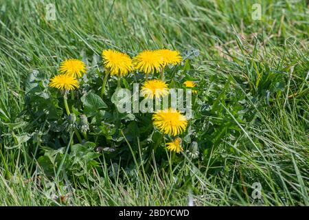 Dandelion Taraxacum officinale teste di fiori gialli contengono 200 foglie di fiori sono leone a forma di dente diversi lunghi gambi di fiori cavi crescono dalla base Foto Stock