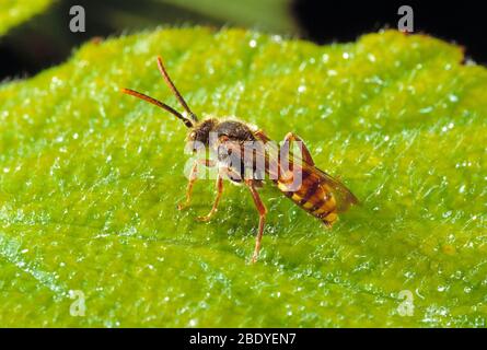 Guernsey. Fauna selvatica. Insetti. Nomad Bee poggiato su una foglia. Foto Stock