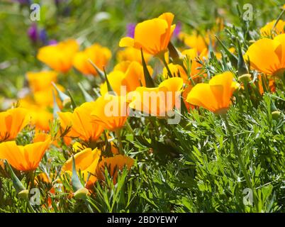 Papaveri californiani (Escholzia californica). Foto Stock