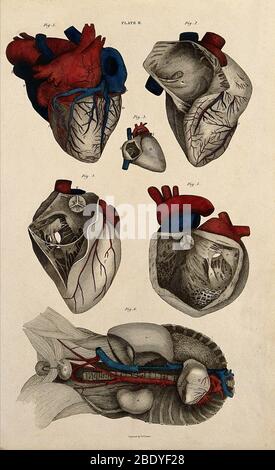 Cuore, Illustrazione anatomica, 1822 Foto Stock