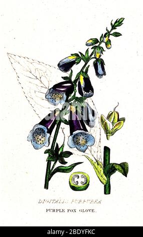 Velenoso Foxglove viola, illustrazione Foto Stock