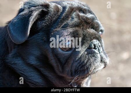 Profilo della testa del pug nero ritratto su sfondo naturale sfocato Foto Stock