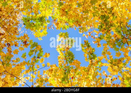 Colorata foresta d'autunno in una luminosa giornata di sole. Le corone degli alberi con foglie di acero giallo e arancione sono fotografate dal basso contro un zio luminoso Foto Stock