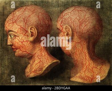 Dissezione anatomica, illustrazione del XVIII secolo Foto Stock